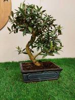 Olijf bonsai (Olea europaea) - Hoogte (boom): 28 cm - Diepte