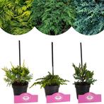 Set van 3 Jeneverbessen - Green carpet, Old, Tuin en Terras, Verzenden