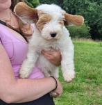 Cockapoo reutje Rudolph mag nu weg!, Dieren en Toebehoren, Parvo, Nederland, 8 tot 15 weken, Meerdere