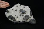 Ammoniet - Fossiele sterfteplaat, Verzamelen, Mineralen en Fossielen