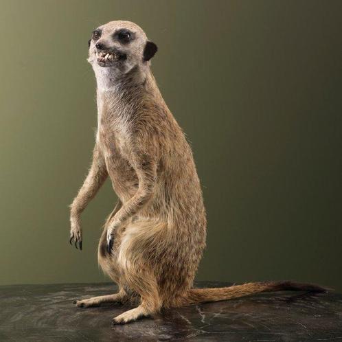 Stokstaartje Taxidermie volledige montage - Suricata, Verzamelen, Dierenverzamelingen