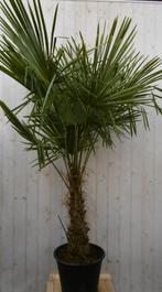 Winterharde Palmboom stamhoogte 50 cm en hoogte 180 cm - War, Tuin en Terras, Planten | Bomen, Verzenden