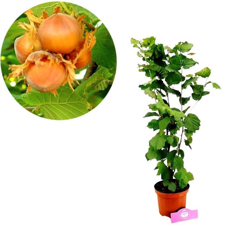 Corylus avellana Yamhill + Pot 17cm, Tuin en Terras, Planten | Fruitbomen, Halfschaduw, Verzenden