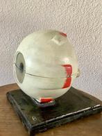 Anatomisch model - Gips - 1930-1940 - Oog, firma Phywe, Antiek en Kunst