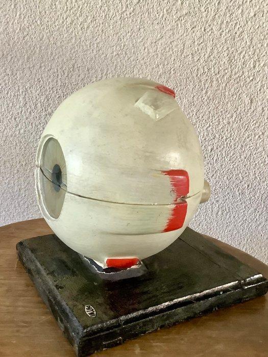 Anatomisch model - Gips - 1930-1940 - Oog, firma Phywe, Antiek en Kunst, Antiek | Wandborden en Tegels