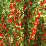 Goji Extract - 100 Vegan Capsules a 400mg, Verzenden, Nieuw, Poeder of Drank
