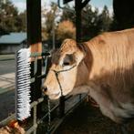 vidaXL Vee borstels Zwart en Wit 50 x 10 x 6.5 cm Kunststof, Verzenden