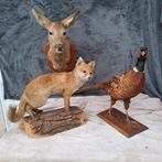 Fazant met ringhals - vos en hinde Taxidermie volledige, Verzamelen, Dierenverzamelingen, Nieuw