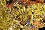 Eerste kwaliteit geelgroene Pyromorfe uit China - Hoogte:, Verzamelen, Mineralen en Fossielen