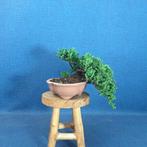 Jeneverbes bonsai (Juniperus) - Hoogte (boom): 10 cm -