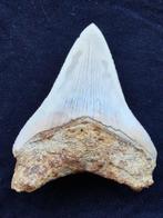 Megalodon - Fossiele tand - Dent fossile - RARE - 10 cm