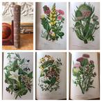 Anne Pratt - The Flowering Plants, Grasses, Sedges, and, Antiek en Kunst