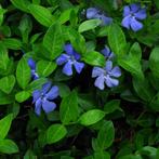 Vinca minor - Potmaat 9x9 cm, Ophalen of Verzenden