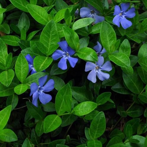Vinca minor - Potmaat 9x9 cm, Tuin en Terras, Planten | Tuinplanten, Ophalen of Verzenden