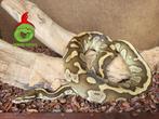 python regius, Dieren en Toebehoren, Reptielen en Amfibieën, Slang, Tam, 0 tot 2 jaar