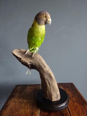 Plum-headed parakeet Taxidermie volledige montage - beschikbaar voor biedingen