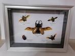 Vliegend hert Taxidermie wandmontage - Eupatorus, Nieuw