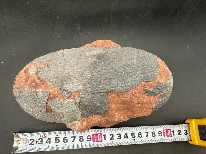 Fossiel - Gefossiliseerd ei - Oviraptor sp. - 18 cm - 11 cm, Verzamelen, Mineralen en Fossielen