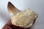 Mosarausus tand in kaakbeen - Fossiele tand - Prognatodon