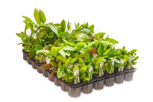 Mix pakket middengrond 6 stuks - 5cm pot - aquariumplant, Dieren en Toebehoren, Vissen | Aquaria en Toebehoren, Plant(en), Steen of Hout
