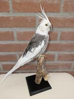 Valkparkiet Taxidermie volledige montage - Nymphicus, Nieuw
