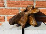 steppewisent - Fossiel wervelbot - Bison priscus - 20 cm -, Verzamelen, Mineralen en Fossielen