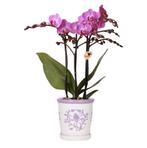 Kolibri Orchids | Paarse orchidee Vienna + Malaga sierpot Li, Verzenden