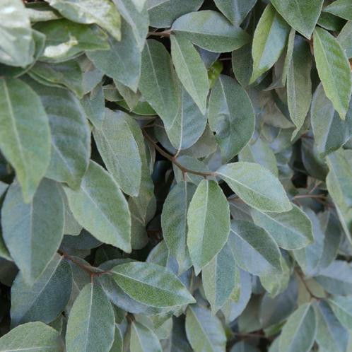 Olijfwilg – Elaeagnus ebbingei | Wintergroene haagplant - 80, Tuin en Terras, Planten | Bomen, Ophalen of Verzenden