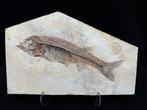 Fossiel - Fossiele matrix - Jinanichthys longicephalus -, Verzamelen