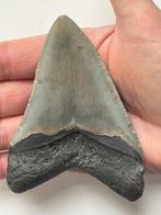 Megalodon tand 10,7 cm - Fossiele tand - Carcharocles