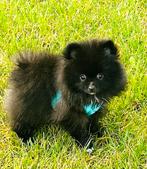 Raszuiver , mooi en klein pomeranian pomeriaan reutje, Parvo, 8 tot 15 weken, Meerdere, Nederland