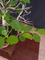 Fagus sylvatica – Geen reserveringsprijs - Hoogte (boom): 45