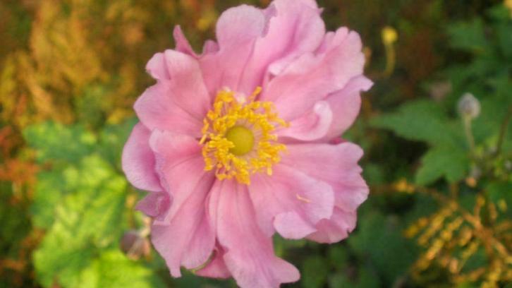 Anemoon Anemone sylvestris /hupehensis /Honorine Jobert, Tuin en Terras, Planten | Tuinplanten, Vaste plant, Volledige schaduw