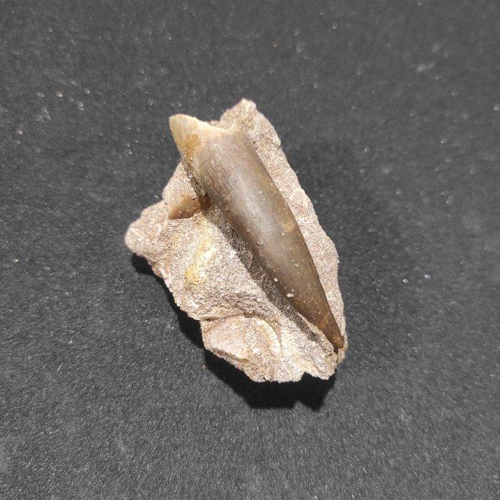 Plesiosaurus - Fossiele tand - Zarafasaura oceanis - 7 cm -, Verzamelen, Mineralen en Fossielen