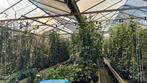 Hedera hibernica groenblijvende klimop 20/40 t/m 175/200 cm, Vaste plant, Lente, Overige soorten, Ophalen
