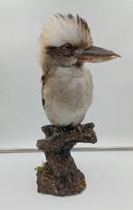 lachende kooiker Taxidermie volledige montage - Dacelo, Nieuw