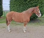 Knappe super brave recreatie merrie!, Dieren en Toebehoren, Paarden, Merrie, B, 160 tot 165 cm, Ontwormd