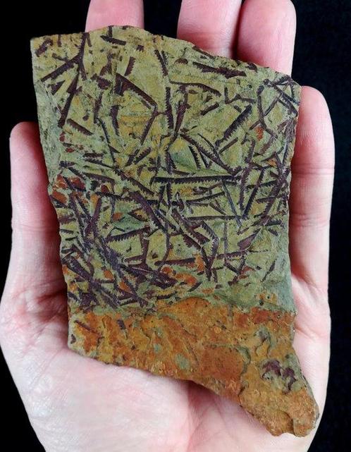 Spectaculaire graptolieten met buitengewone conservering!!!, Verzamelen, Mineralen en Fossielen