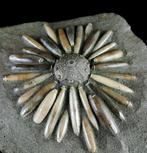 Fossiele zee-egel!!! - Shell met radioles - Gefossiliseerd