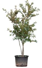 Steeneik meerstammig Quercus ilex 187,5 cm - Warentuin Natuu, Tuin en Terras, Planten | Bomen, Verzenden