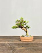 Jeneverbes bonsai (Juniperus) - Hoogte (boom): 15 cm -