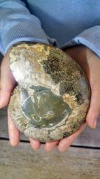 Ammoniet - Gefossiliseerd dier - Aioloceras (Cleoniceras), Verzamelen, Mineralen en Fossielen