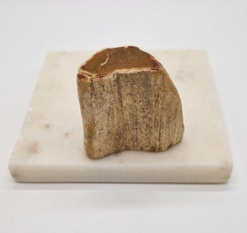 Versteen hout stukje, Verzamelen, Mineralen en Fossielen, Ophalen of Verzenden
