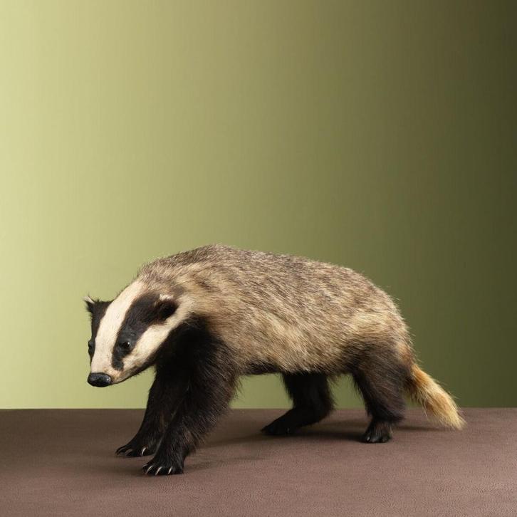 Das Taxidermie Opgezette Dieren By Max, Verzamelen, Dierenverzamelingen, Opgezet dier, Nieuw, Wild dier, Ophalen of Verzenden