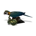 Ara Taxidermie volledige montage - Ara ararauna - with, Nieuw