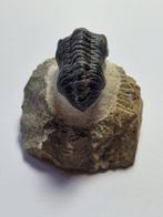 Trilobiet - Gefossiliseerd dier - Phacops - 6 cm (Zonder, Verzamelen, Mineralen en Fossielen