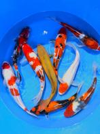 Hirasawa Marusei  32-40 cm (Japanse Koi), Dieren en Toebehoren, Karper of Koi