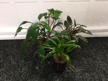 Cryptocoryne Mix 3 potten beschikbaar voor biedingen