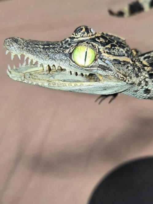 Siamese krokodil Taxidermie volledige montage - Crocodylus, Verzamelen, Dierenverzamelingen