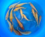 Hirasawa Marusei 28-35cm (Japanse Koi), Dieren en Toebehoren, Vissen | Vijvervissen, Karper of Koi